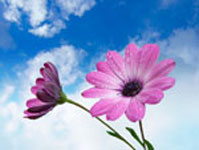 solicitors / lawyers specialising in environment / pollution law